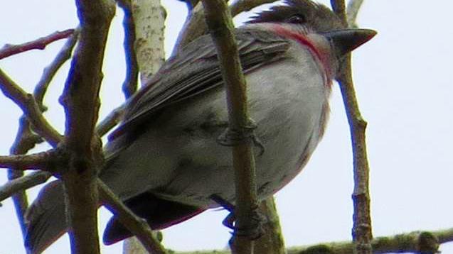 Tubac area now hosts the only known U.S. nesting sites for this lovely bird